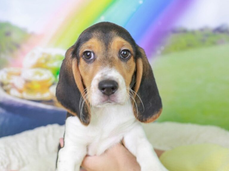 Beagle
