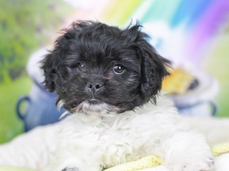 Pekepoo-Male--3037314-Animal Kingdom | Puppies N Love