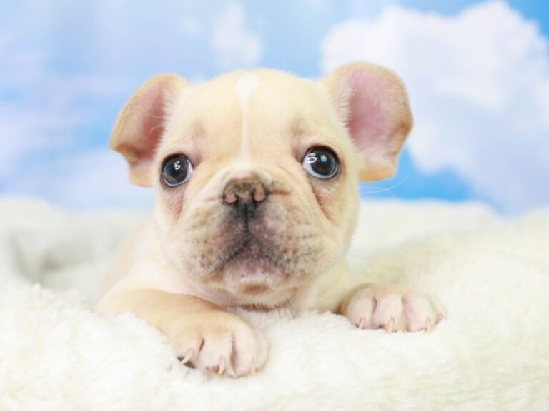 French Bulldog