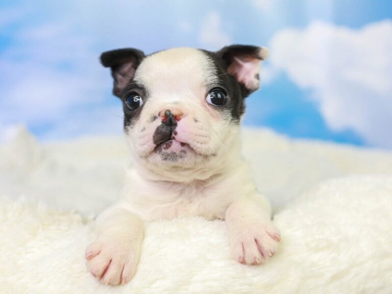 Boston Terrier
