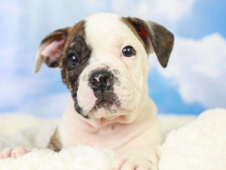 Olde English Bulldog