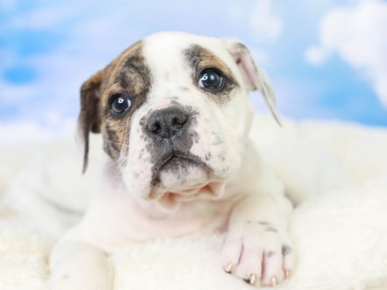 Olde English Bulldog