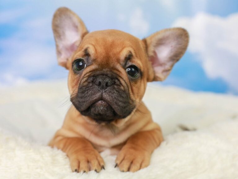 French Bulldog
