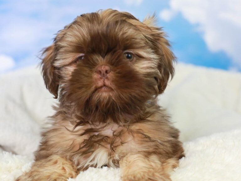 Shih Tzu