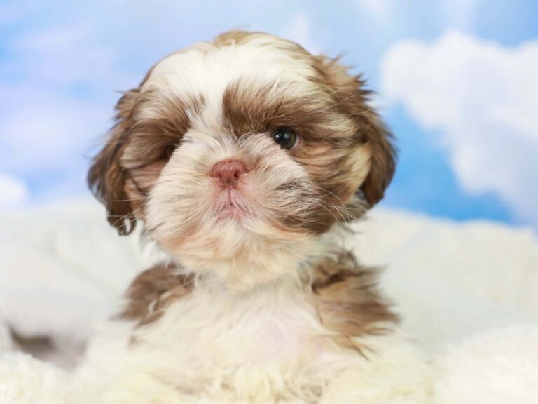 Shih Tzu