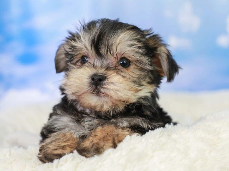 Morkie