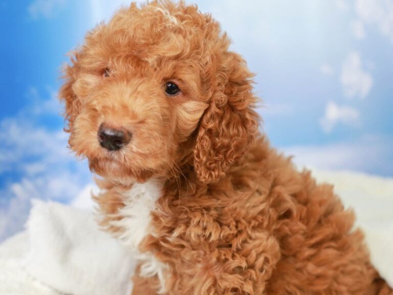 Goldendoodle