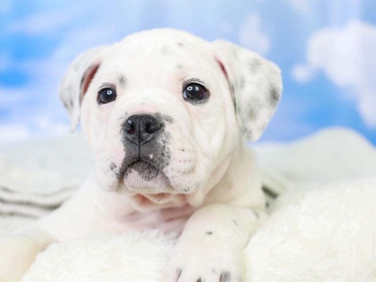 Olde English Bulldog