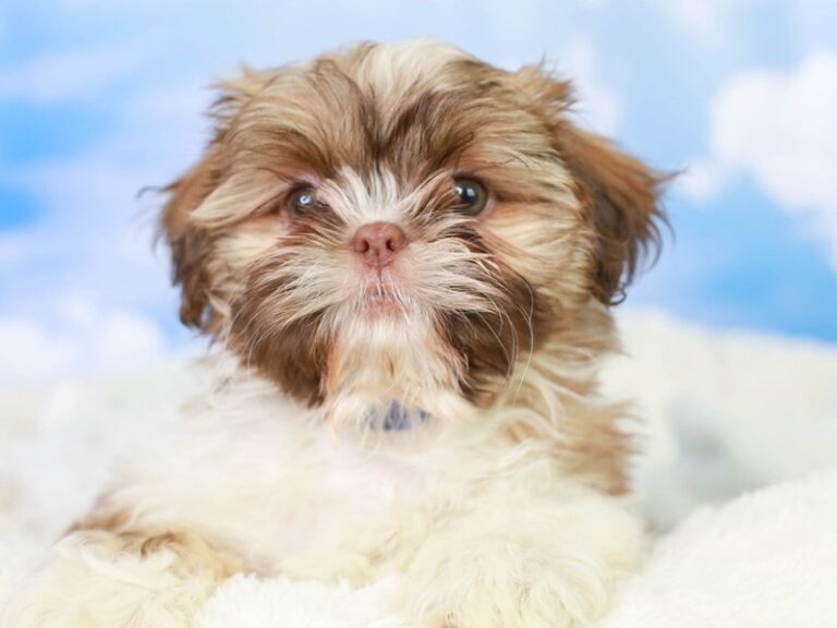 Shih Tzu