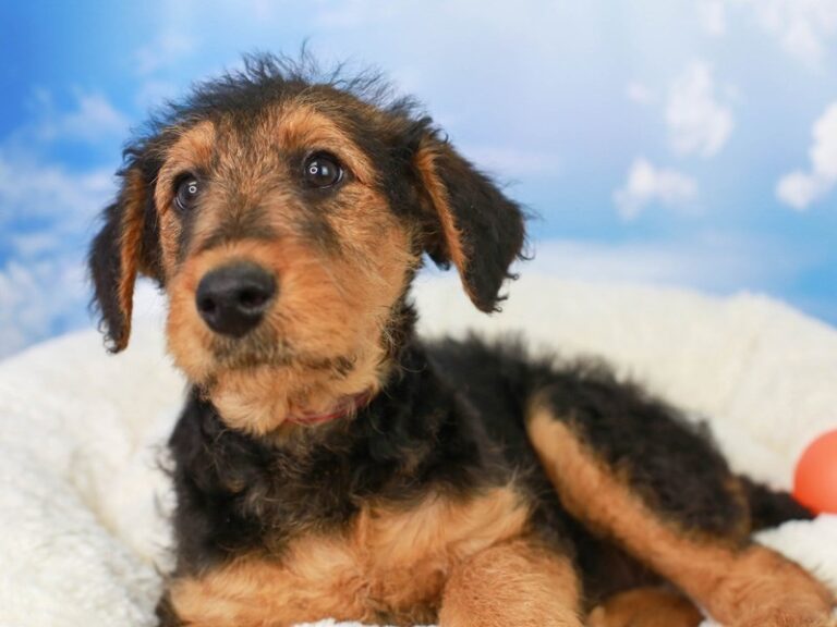 Airedale Terrier