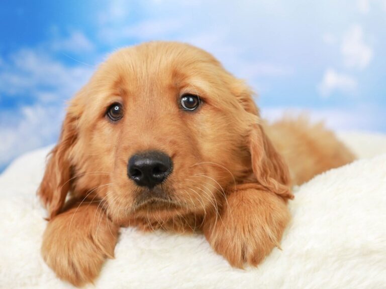 Golden Retriever