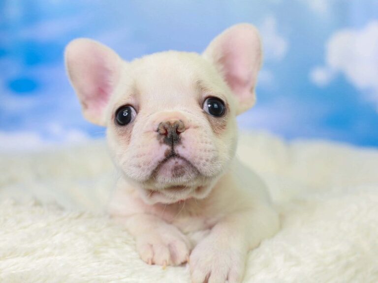 French Bulldog