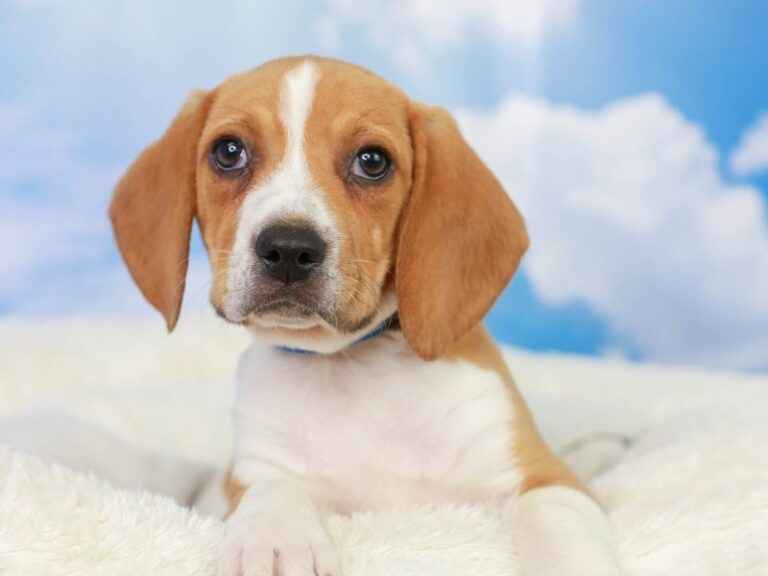 Beagle