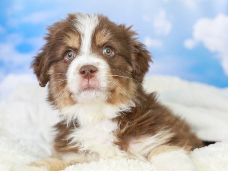 Mini Aussie