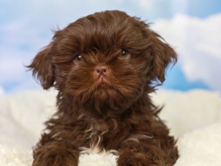 Shih Tzu