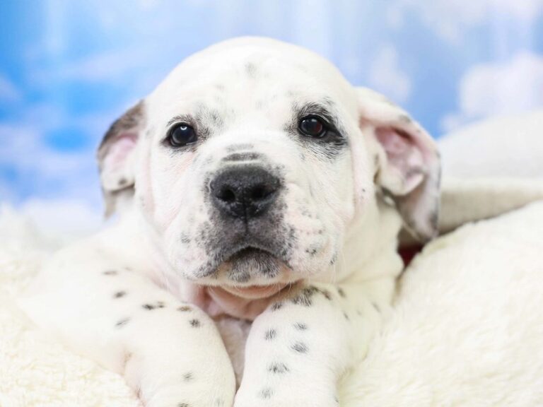 Olde English Bulldog