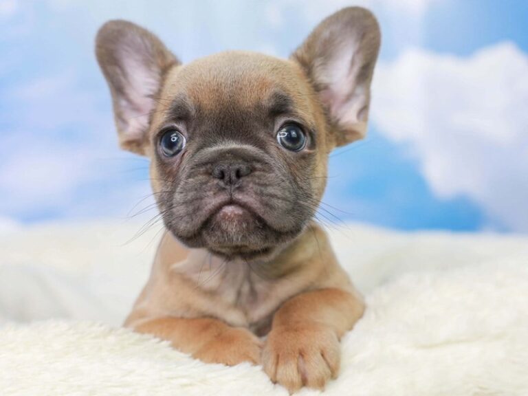 French Bulldog