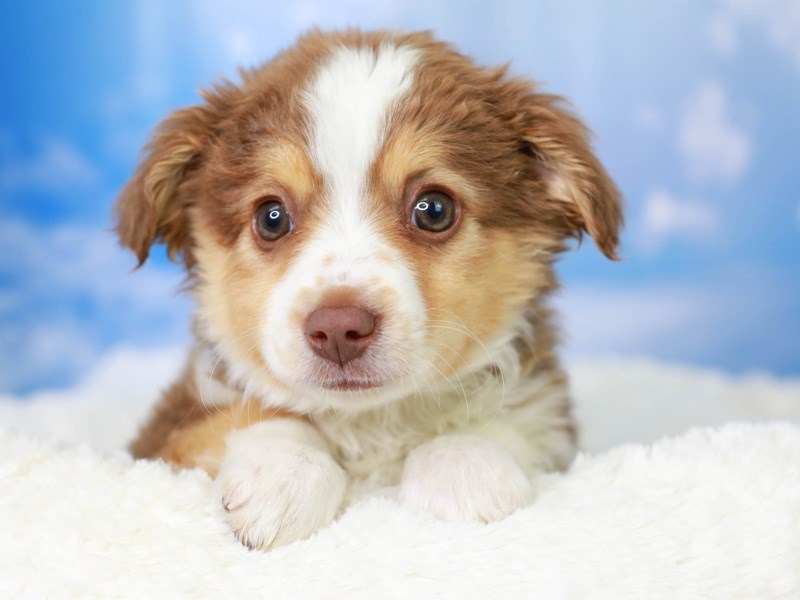 Miniature Australian Shepherd-Male-Red and White-3045787-Animal Kingdom | Puppies N Love