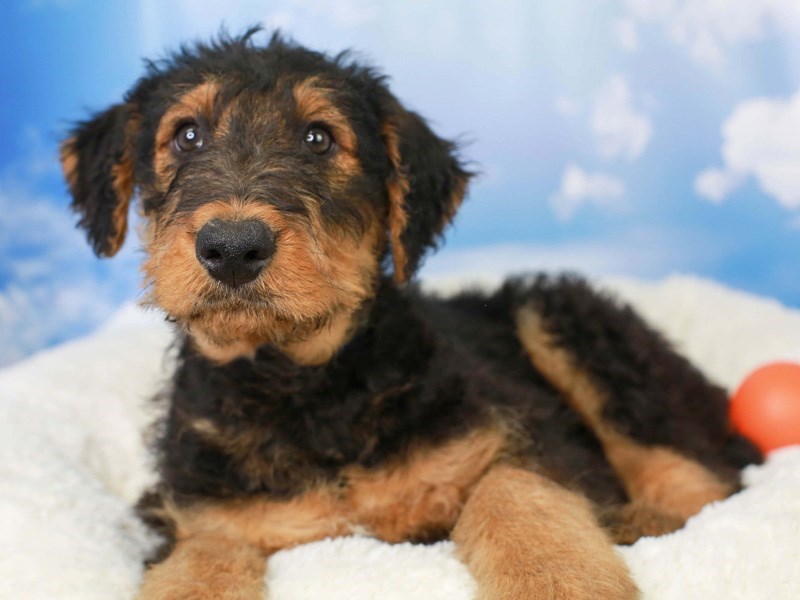 Airedale Terrier-Male-Black and Tan-3045906-Animal Kingdom | Puppies N Love