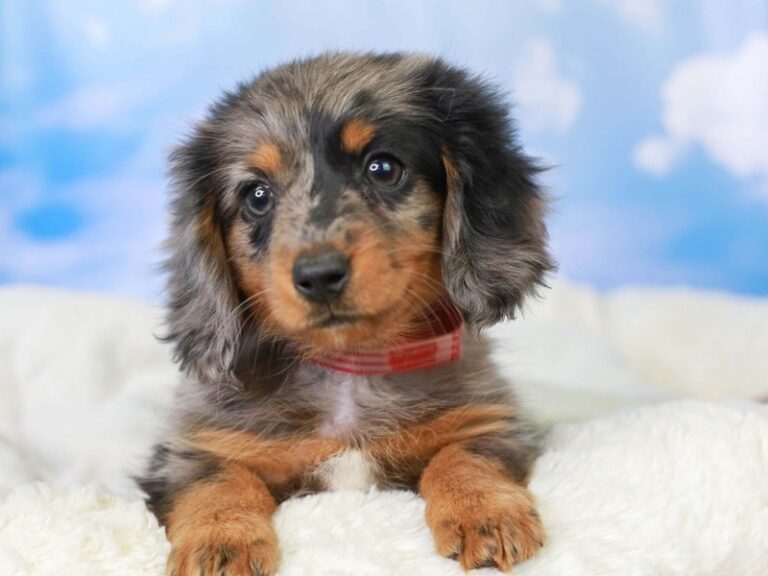 Dachshund