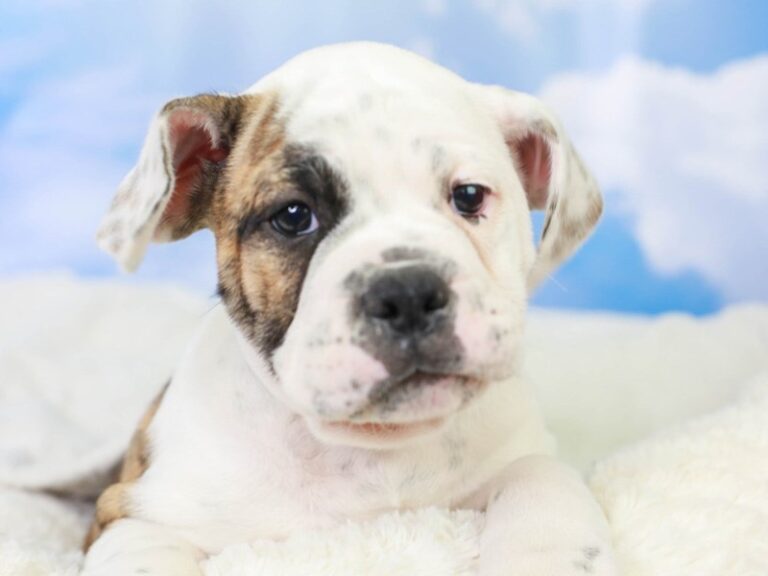 Olde English Bulldog