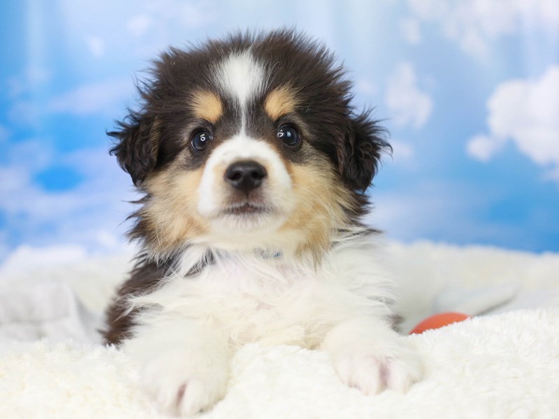 Miniature Australian Shepherd-Male-Black White and Brown-3045788-Animal Kingdom | Puppies N Love