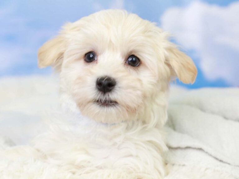 Havanese