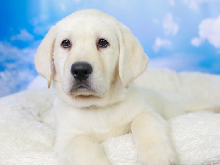 Labrador Retriever