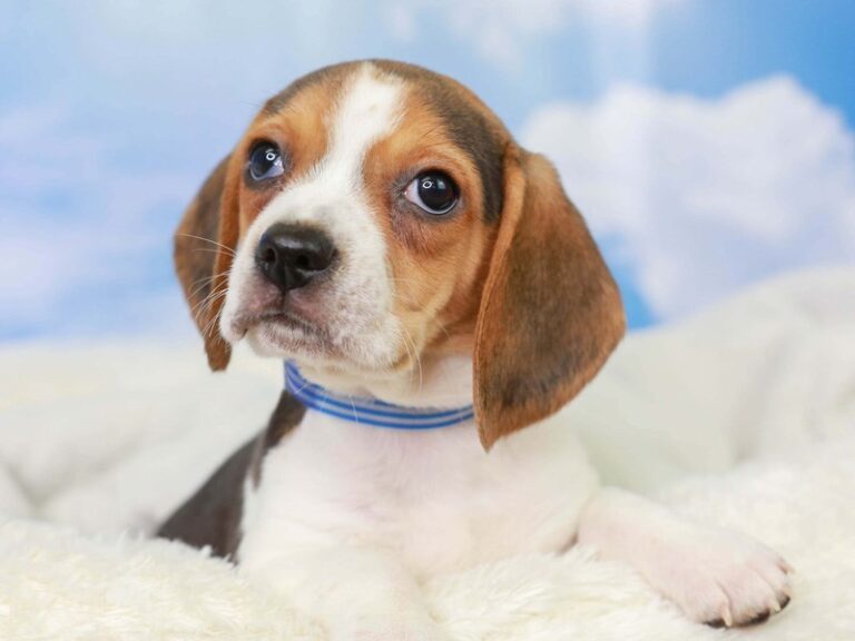 Beagle