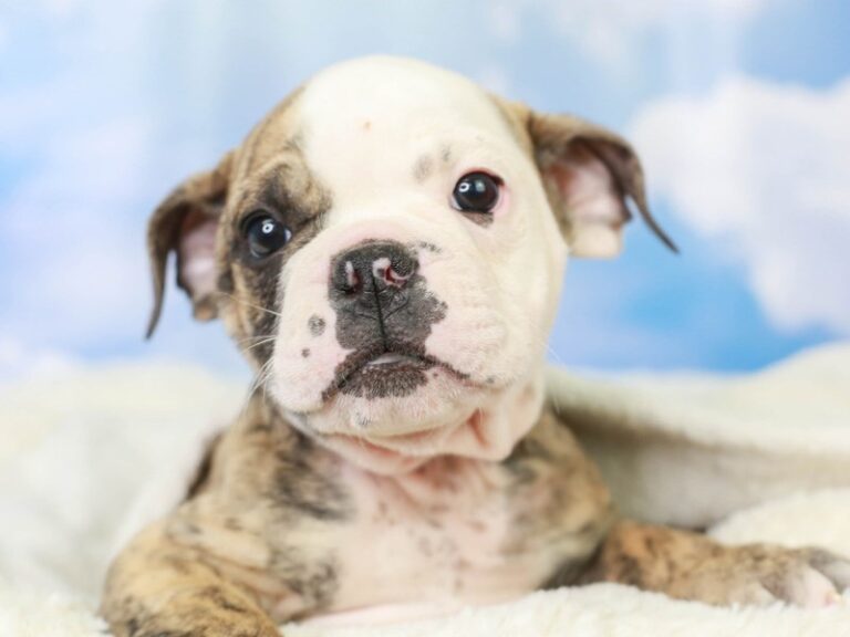 Olde English Bulldog