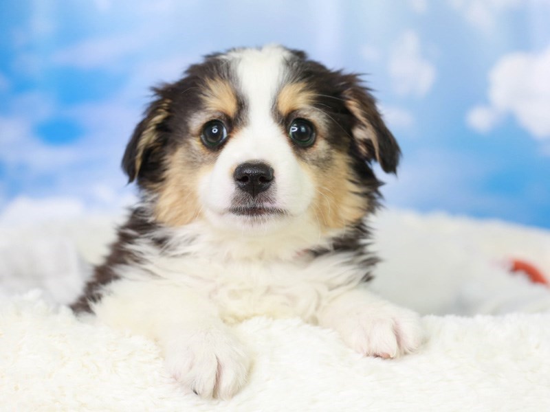 Miniature Australian Shepherd-Female-Black White and Brown-3045789-Animal Kingdom | Puppies N Love