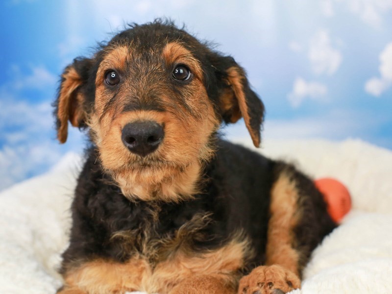 Airedale Terrier-Female-Black and Tan-3045899-Animal Kingdom | Puppies N Love