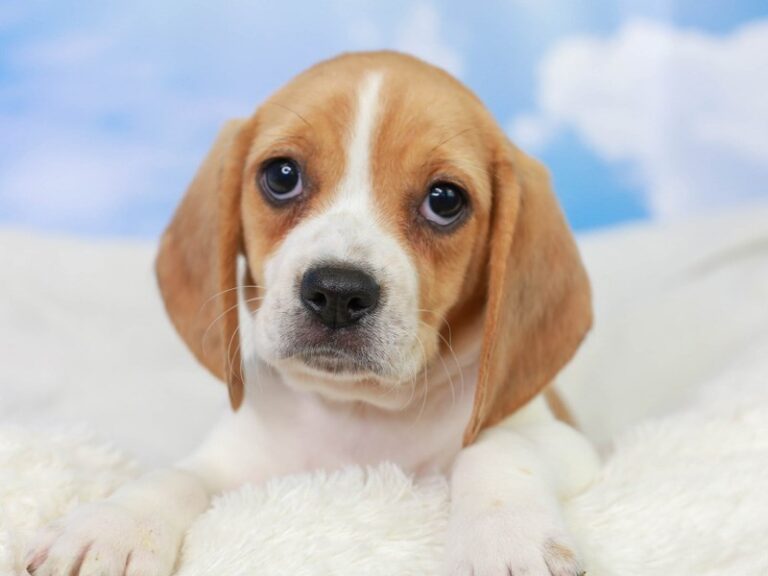 Beagle