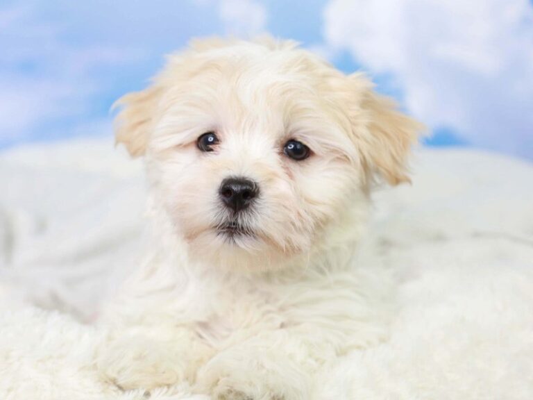 Havanese