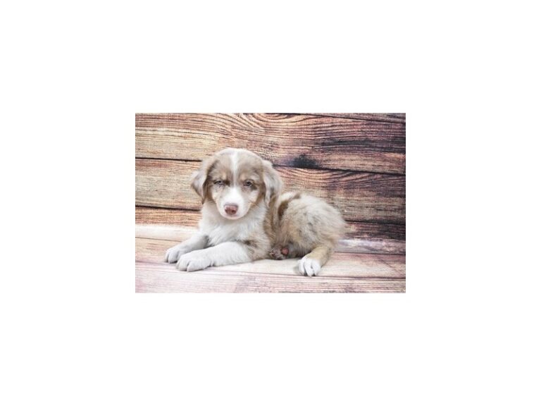 Australian Shepherd