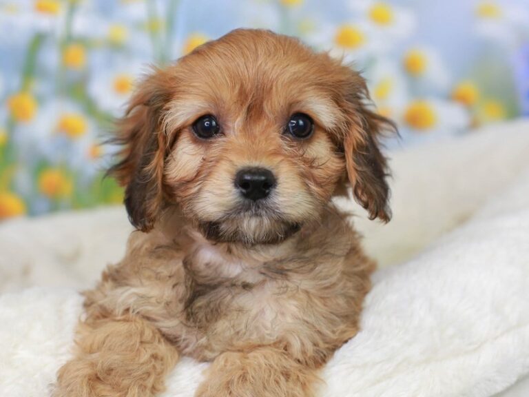 Cavapoo