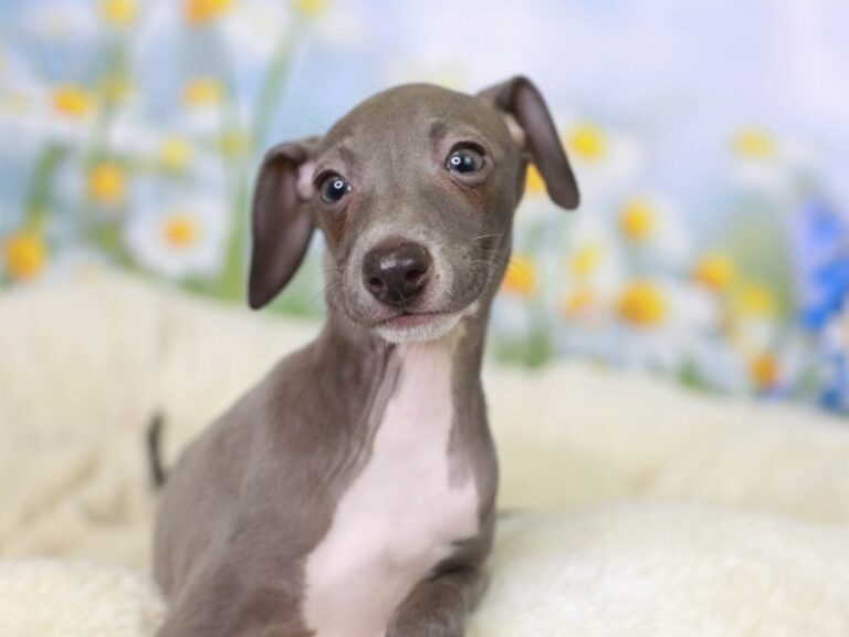 Italian Greyhound