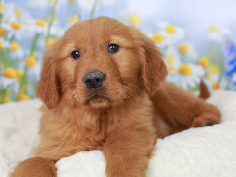 Golden Retriever
