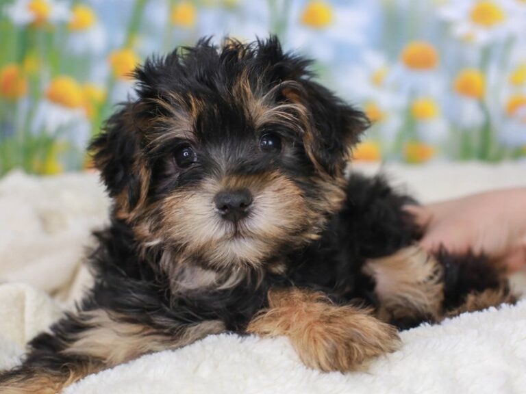 Yorkie Poo