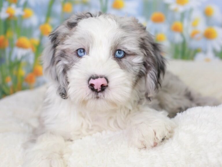 Mini Sheepadoodle