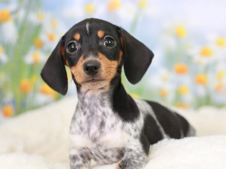 Dachshund