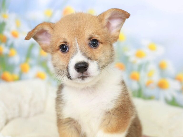 Pembroke Welsh Corgi