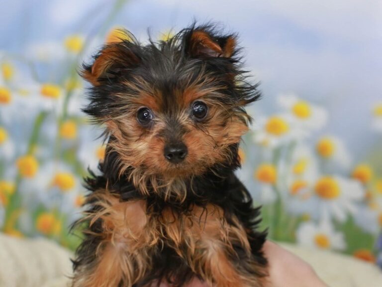 Yorkshire Terrier