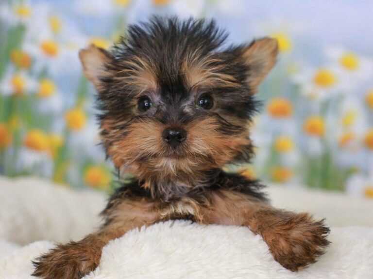 Yorkshire Terrier