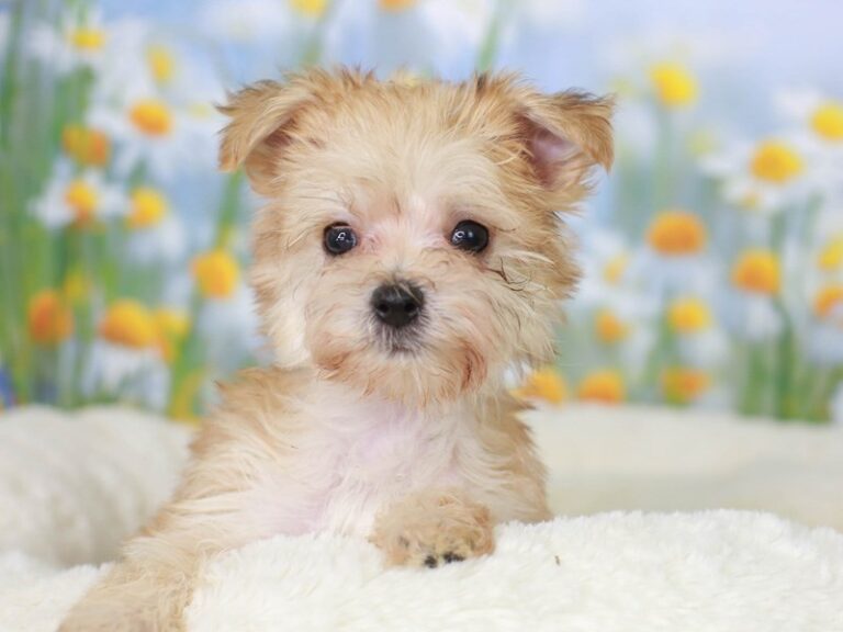 Morkie