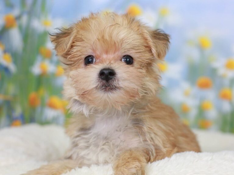 Morkie