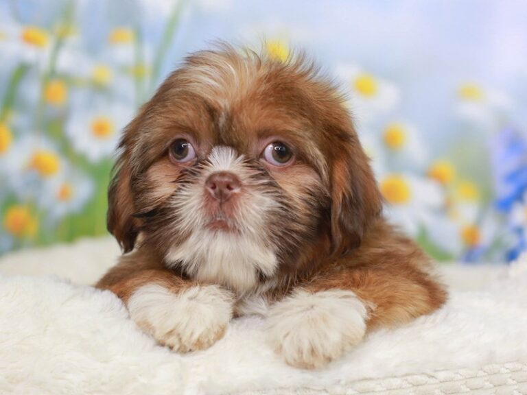 Shih Tzu