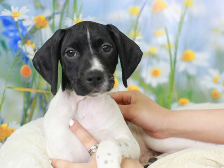 German Shorthair Pointer