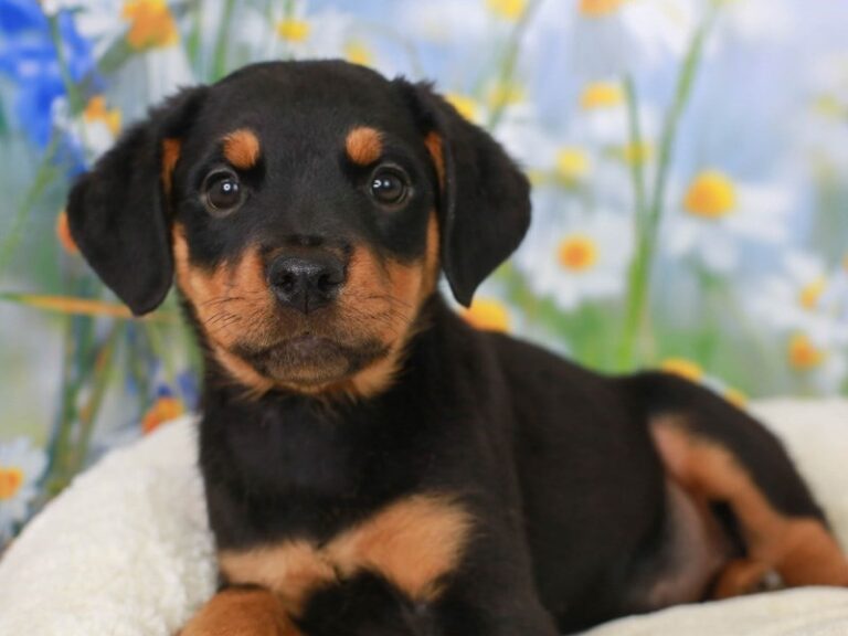 Rottweiler