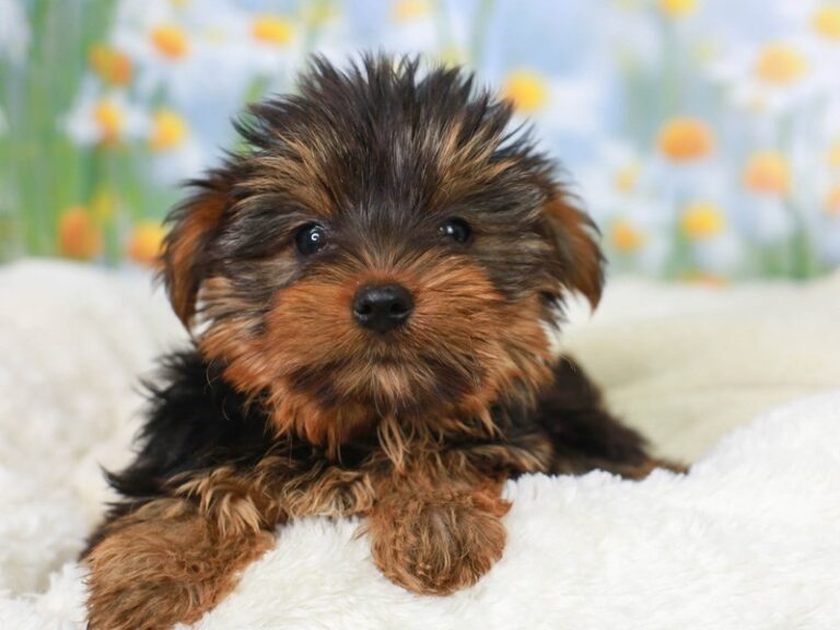 Yorkshire Terrier